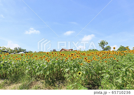 大阪・ハーベストの丘・夏・ひまわり 大阪・ハーベストの丘・夏・ひまわり 65710236