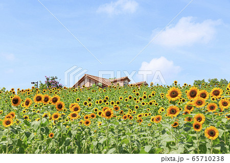 大阪・ハーベストの丘・夏・ひまわり 65710238