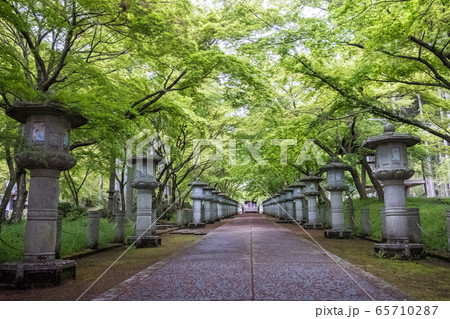 新緑の参道 65710287