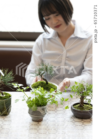 盆栽女子イメージ 盆栽女子イメージ 65710371
