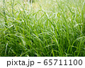Dew drops on the grass shining in the morning rays of sun. 65711100