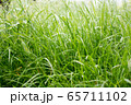 Dew drops on the grass shining in the morning rays of sun. 65711102