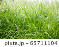 Dew drops on the grass shining in the morning rays of sun. 65711104