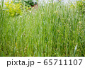 Dew drops on the grass shining in the morning rays of sun. 65711107