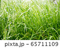 Dew drops on the grass shining in the morning rays of sun. 65711109