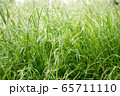 Dew drops on the grass shining in the morning rays of sun. 65711110