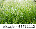Dew drops on the grass shining in the morning rays of sun. 65711112