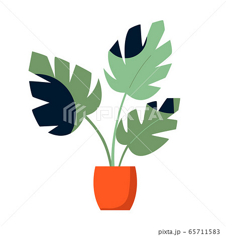 Vector illustration of monstera palm in a pot. 65711583