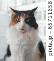 cat in black and orange-white spots looks directly at the camera 65711658