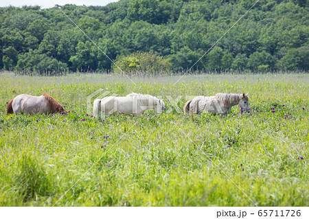 馬の放牧 65711726