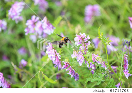 ナヨクサフジとクマンバチ 65712708