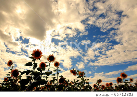 夕日 太陽 雲 65712802