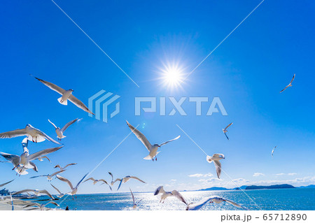 ユリカモメ　竹島　【愛知県】 65712890