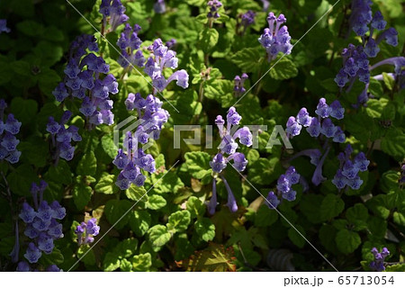 タツナミソウ 65713054