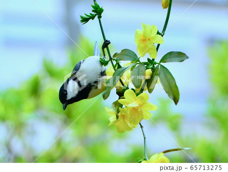 　黄梅とシジュウカラ 65713275