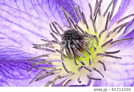 テッセン 深度合成 の写真素材