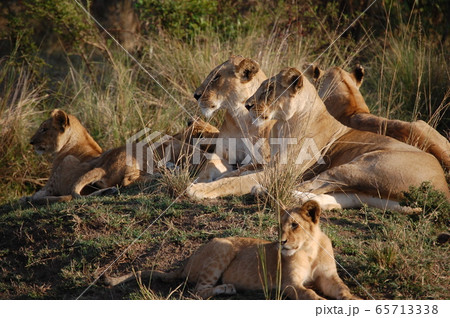 アフリカケニアのサバンナの写真素材
