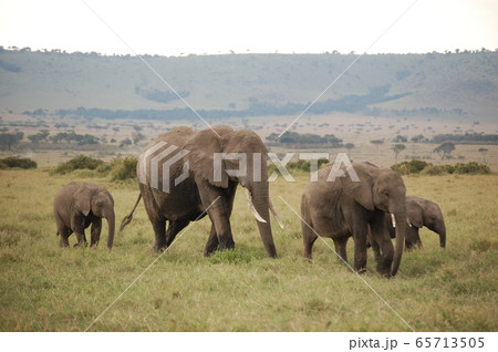 アフリカサバンナの風景 アフリカサバンナの風景 65713505