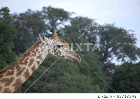 アフリカサバンナの風景 アフリカサバンナの風景 65713548