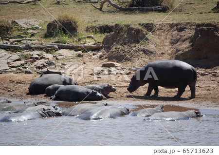 アフリカサバンナの風景・マサイマラ 65713623