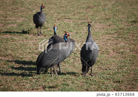アフリカサバンナの風景・マサイマラ 65713668