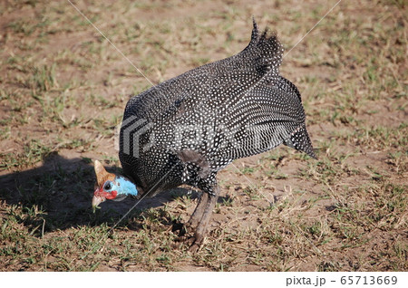 アフリカサバンナの風景・マサイマラ 65713669