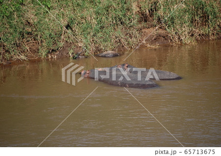 アフリカサバンナの風景・マサイマラ 65713675