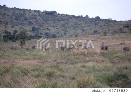 アフリカサバンナの風景・マサイマラ アフリカサバンナの風景・マサイマラ 65713689