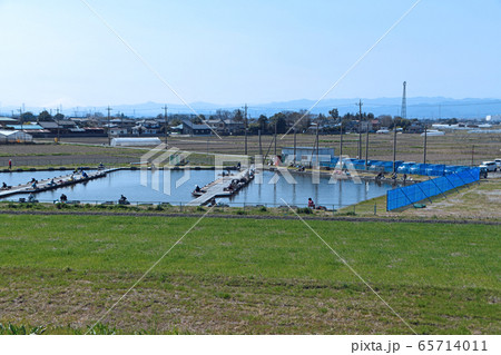 鳥羽井沼 付近　桜の咲くころ　荒川堤防より　埼玉県川島町 65714011