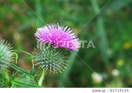 赤いアメリカオニアザミの花 赤いアメリカオニアザミの花 65714134