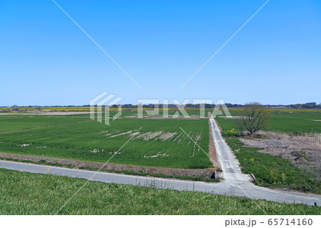 鳥羽井沼 付近　荒川河川敷　埼玉県川島町 65714160
