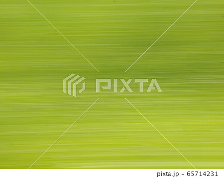 草地の萌黄色と薄緑色のグラデーションの写真素材