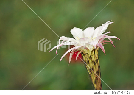 エキノプシス属(サボテン)の花 エキノプシス属(サボテン)の花 65714237
