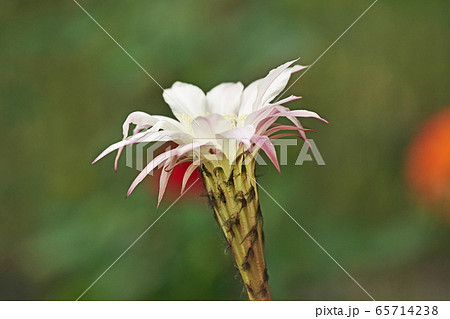 エキノプシス属(サボテン)の花 エキノプシス属(サボテン)の花 65714238