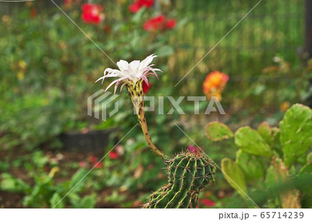 エキノプシス属(サボテン)の花 エキノプシス属(サボテン)の花 65714239