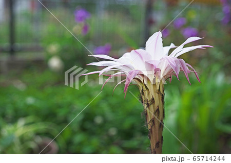エキノプシス属(サボテン)の花 エキノプシス属(サボテン)の花 65714244
