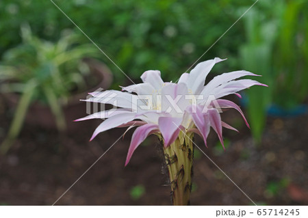 エキノプシス属(サボテン)の花 エキノプシス属(サボテン)の花 65714245