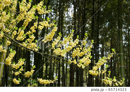 竹林をバックにアオモジの花 65714323