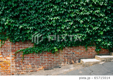 Green ivy covered brown brick wall 65715014