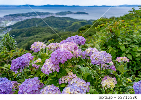 愛知県 三ヶ根山からの眺め 初夏の三河湾 あじさい 愛知県 三ヶ根山からの眺め 初夏の三河湾 あじさい 65715530