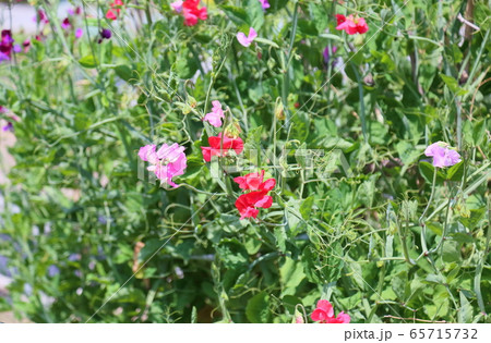 花豆の花 花豆の花 65715732