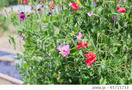 花豆の花 花豆の花 65715733