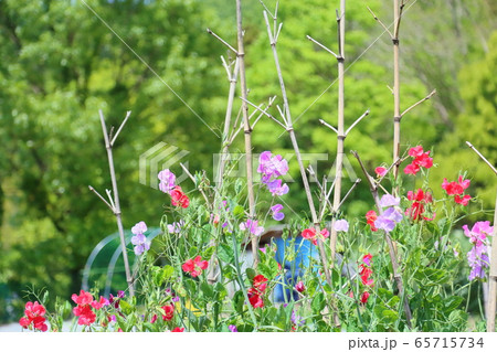 花豆の花 花豆の花 65715734