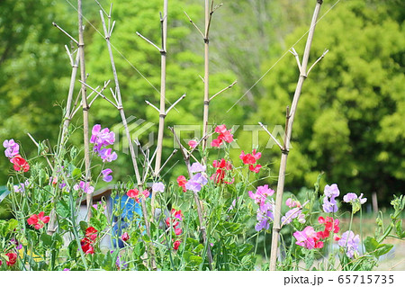 花豆の花 花豆の花 65715735