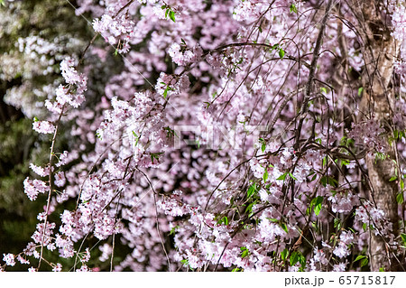 平安神宮 - 紅しだれコンサート  65715817