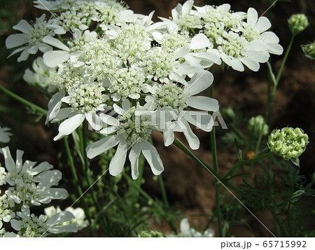 真っ白な綺麗な花はオルラヤの花の写真素材