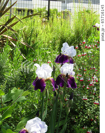ジャーマンアイリスの白と青色の大きい花の写真素材