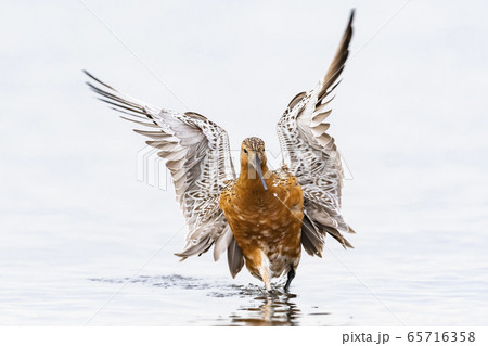 着地したオオソリハシシギ夏羽 65716358