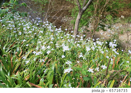シャガの花 65716735