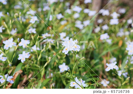 シャガの花 シャガの花 65716736